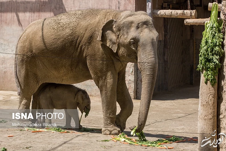(تصاویر) رونمایی از «مایسا» در باغ وحش ارم